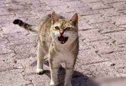 猫交配视频,揭秘猫咪交配的温馨瞬间