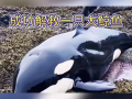 大鲸鱼视频,大鲸鱼视频带你领略海洋巨兽的壮丽世界