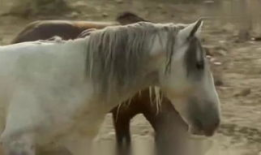 马馿交配视频,自然繁衍的震撼瞬间